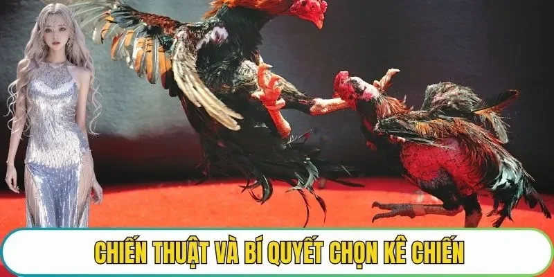 Chiến thuật và bí quyết chọn kê chiến