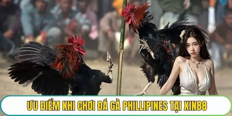 Ưu điểm khi chơi đá gà Phillipines tại XIN88